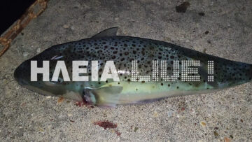 Λαγοκέφαλος - γίγας 3,8 κιλών στην Ηλεία