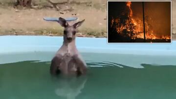 Αυστραλία: Καγκουρό βούτηξε σε πισίνα για να γλιτώσει από τις φωτιές 