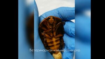 Ρώσοι κτηνίατροι υπέβαλαν σε επιτυχή επέμβαση μια... κατσαρίδα