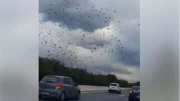 Εθνική Οδός: Ο ουρανός πλημμύρισε από... ψαρόνια - Εντυπωσιακό βίντεο