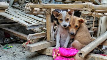 Πρωτότυπο πρόγραμμα βρίσκει στέγη στα αδέσποτα