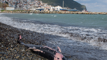 Σκόπελος: Νεκρά δελφίνια και θαλάσσιες χελώνες λόγω των ισχυρών ανέμων 