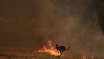 Αυστραλία: Μάχη με τον χρόνο για τη διάσωση των ζώων στο νησί Καγκουρό 