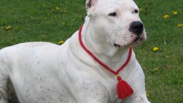 Βόλος: «Ο σκύλος δεν σκότωσε τη γυναίκα μου, είχε προβλήματα καρδιάς» λέει ο σύζυγος 