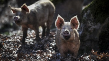 Συναγερμός με κρούσμα αφρικανικής πανώλης των χοίρων στις Σέρρες