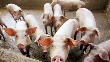 Πρώτο κρούσμα αφρικανικής πανώλης των Χοίρων στην Ελλάδα: Άμεσα σε ισχύ μέτρα έκτακτης ανάγκης