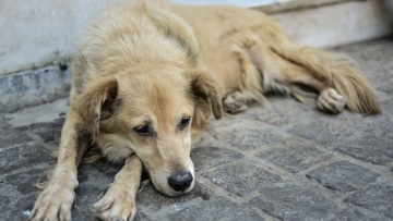 Ημαθία: Παρέσυρε και σκότωσε σκυλί για να μπει σε αυλή σπιτιού να κλέψει