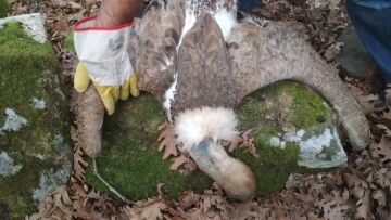 Ελληνική Ορνιθολογική Εταιρεία: Εντοπίστηκαν 11 δηλητηριασμένοι γύπες στην Κλεισούρα