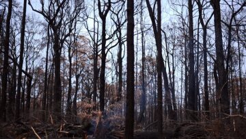 Αυστραλία: Το 75% των Αυστραλών επηρεάστηκε από τις πυρκαγιές - Μαίνονταν στη χώρα επί πέντε μήνες