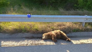 Φλώρινα: Αρκουδάκι εντοπίστηκε νεκρό στον δρόμο