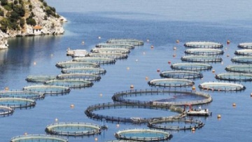 Κορωνοϊός: Μέτρα τόνωσης της ρευστότητας λόγω μείωσης εξαγωγών ζητούν οι υδατοκαλλιεργητές