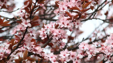 Καιρός: Άνοιξη... με κορωνοϊό και υψηλές θερμοκρασίες σήμερα - Δείτε χάρτες