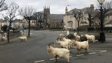 Κορωνοϊός: Άγρια ζώα κατεβαίνουν στις πόλεις που άδειασαν