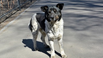 Κορωνοϊός: Η τελευταία εκδοχή για την μεταφορά του στους ανθρώπους