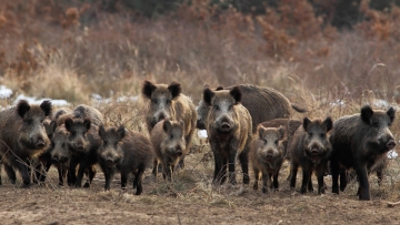 Κοπάδι από αγριογούρουνα έκανε βόλτες έξω απ’ την Καλαμπάκα