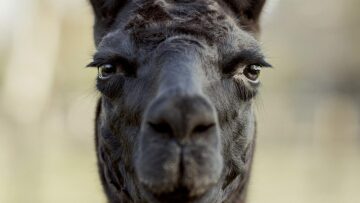 Aυτό είναι το λάμα που ξεκλείδωσε το μυστικό των αντισωμάτων κατά του COVID-19