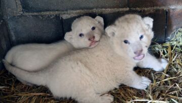 Κύπρος: Δύο πανέμορφα λιονταράκια γεννήθηκαν εν μέσω της καραντίνας στην Πάφο