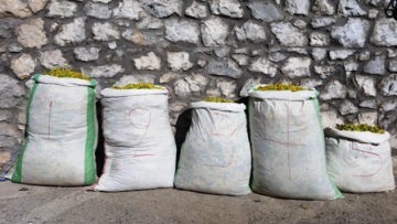 Λουλούδι του Δαρβίνου: Αλβανοί ξερίζωσαν 120 κιλά στον Γράμμο