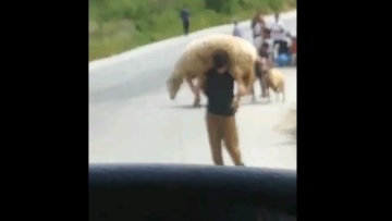 Βίντεο - Μόρια: Μετανάστες κλέβουν πρόβατα, τα σφάζουν και τα πωλούν σε αυτοσχέδια κρεοπωλεία