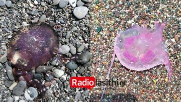 Κρήτη: Ασυνήθιστο είδος τσούχτρας στις παραλίες - «Πονοκέφαλος» για τους κατοίκους