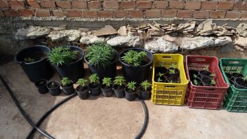 Φυτεία υδροπονικής κάνναβης με 33 δενδρύλλια στα Χανιά