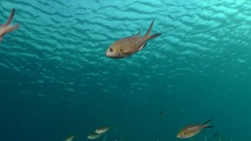 Θαλάσσιο οικοσύστημα: Η υπερθέρμανση του πλανήτη οδηγεί σε «αόρατη μετανάστευση»