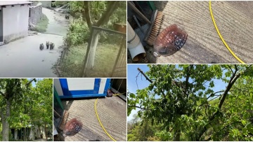 Αρκουδάκια έστησαν πάρτι σε κτήμα στο Μέτσοβο - Δείτε βίντεο