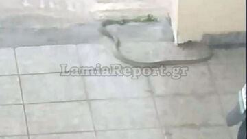 Λαμία: Μεγάλο φίδι έσπειρε τον τρόμο σε πολυκατοικία - Βίντεο