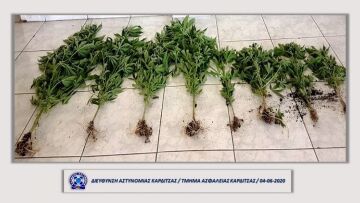 Καρδίτσα: Στον λαχανόκηπο καλλιεργούσαν… χασισόδεντρα!