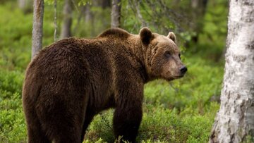 Ιταλία: Σε αιχμαλωσία η αρκούδα που σκότωσε δρομέα - Αναμένεται απόφαση για να γίνει ευθανασία