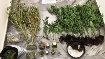 Πέλλα - Ναρκωτικά: Έφτιαχνε ακόμη και... κέικ με κάνναβη από τη φυτεία του!