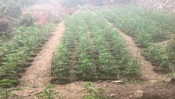 Χανιά: Μεγάλη επιχείρηση της ΕΛΑΣ - Εντοπίστηκαν δύο φυτείες με 3.000 δενδρύλλια κάνναβης