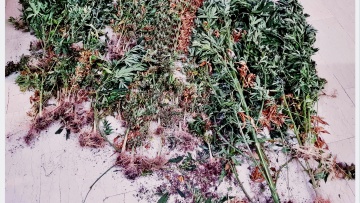 Φωκίδα: Μεγάλη χασισοφυτεία με αρδευτικό σύστημα 