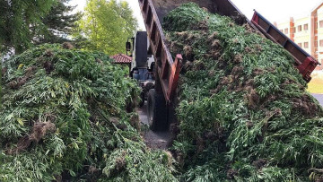 Χασισοφυτεία «μαμούθ» με... 14.000 δενδρύλλια εντόπισε η αστυνομία στα Γρεβενά