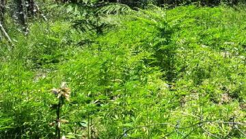 «Παράδεισος» των χασισοκαλλιεργητών η λίμνη Πλαστήρα!