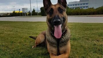 Θεσσαλονίκη: Η Minnie ξετρύπωσε κοκαΐνη στο πόδι καναπέ και στο κούφωμα πόρτας!