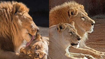 «Αχώριστα» λιοντάρια που έζησαν παρέα πολλά χρόνια υποβλήθηκαν μαζί σε ευθανασία