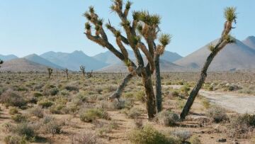 Ρεκόρ ζέστης στην Καλιφόρνια - Το θερμόμετρο έδειξε 54,4 βαθμούς Κελσίου 