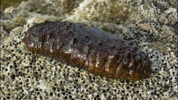 Χαλκίδα: Ψάρευε παράνομα ολοθούρια στον βόρειο Ευβοϊκό