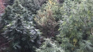 Κρήτη: Μίνι χασισόδασος ανακάλυψε η ΕΛ.ΑΣ. στον Μυλοπόταμο