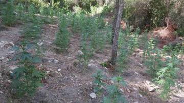 Μέγαρα: Εντοπίστηκε φυτεία με περίπου 800 δενδρύλλια κάνναβης