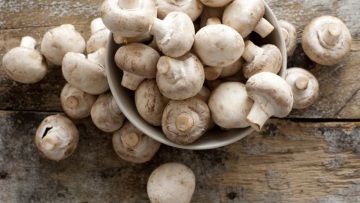 12χρονος έχει φτιάξει τη δική του φάρμα μανιταριών στο υπόγειο του σπιτιού του