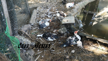 Θανάτωσαν 30 χήνες και πάπιες σε πάρκο στη Νάουσα - Σοκαριστικές εικόνες