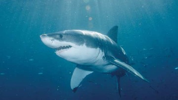 Διπλασιαστήκαν το 2023 οι θάνατοι από καρχαρίες σε όλο τον κόσμο