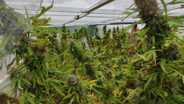 Συγκομιδή 11 κιλών κάνναβης από 16 δενδρύλλια στην Πιερία