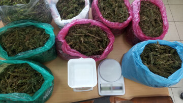 Ηλεία: Πούλησε σε φυγόποινο τεράστια χασισόδεντρα από μεγάλη φυτεία!