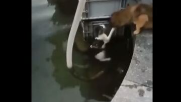 Τετράποδος ήρωας: Σκύλος βουτά στο νερό και σώζει γάτα! - Δείτε βίντεο