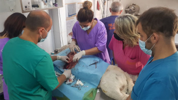 Σκληρές εικόνες: Bίντεο από τον βασανισμό του σκύλου στη Νίκαια 