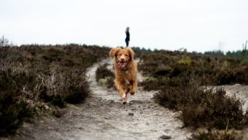 Σε κακούργημα μετατρέπεται ο βασανισμός ζώων 