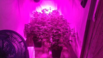 Δύο υδροπονικές καλλιέργειες κάνναβης στη Μακεδονία